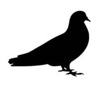 Pigeon - Logo